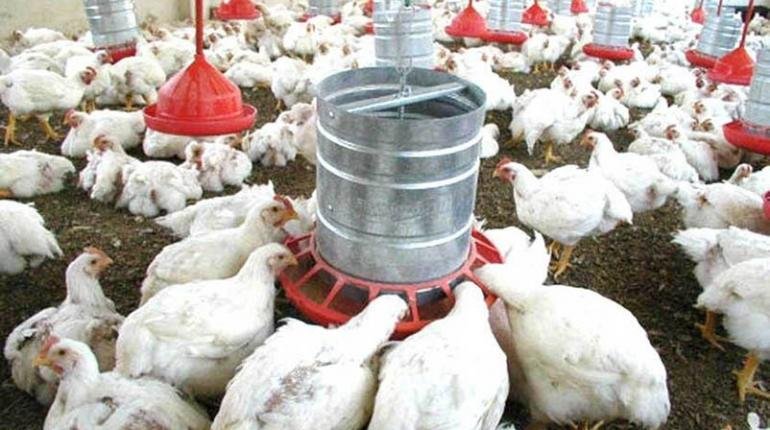 Una granja de pollos en Santa Cruz. | Urgente.bo